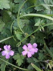 Geranium × oxonianum