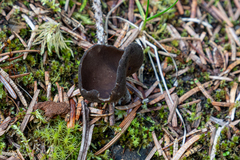 Helvella solitaria