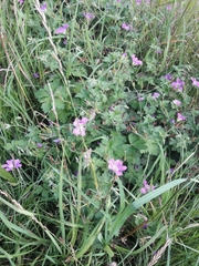 Geranium × oxonianum