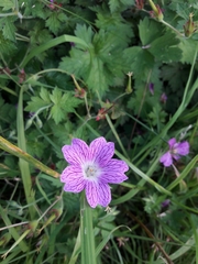 Geranium × oxonianum