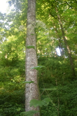 Arnoglossum plantagineum