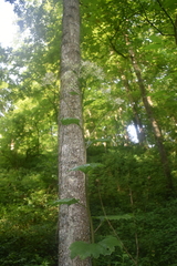 Arnoglossum plantagineum