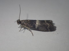 Elegia similella