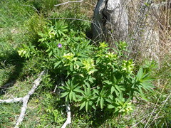 Euphorbia purpurea