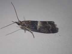 Elegia similella
