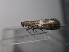 Elegia similella