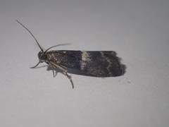 Elegia similella