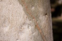 Corymbia aparrerinja