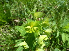 Euphorbia purpurea