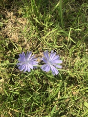 Cichorium intybus