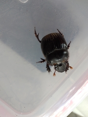 Dichotomius carolinus