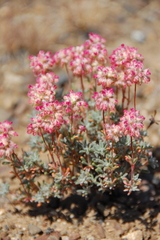 Eriogonum thymoides