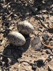 Chordeiles acutipennis