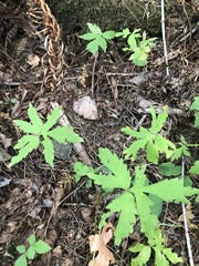 Hydrophyllum tenuipes