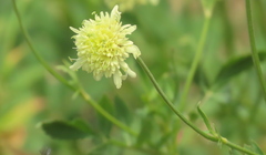 Cephalaria