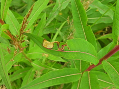 Mompha raschkiella