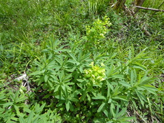 Euphorbia purpurea