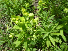 Euphorbia purpurea