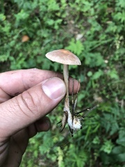 Panaeolus foenisecii