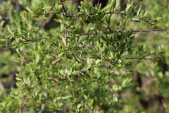 Forestiera