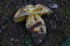 Hemileccinum impolitum