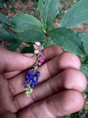 Monnina celastroides