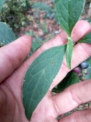 Monnina celastroides