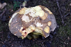 Hemileccinum impolitum