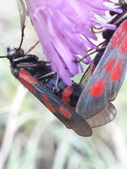 Zygaena cynarae