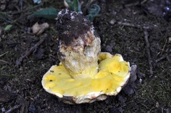 Hemileccinum impolitum