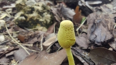 Leucocoprinus birnbaumii image