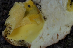 Hemileccinum impolitum