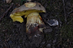 Hemileccinum impolitum