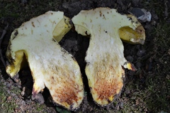 Hemileccinum impolitum