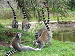 Lemur