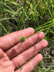 Cyperus lupulinus
