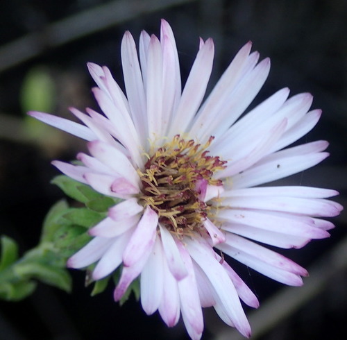 Ampelaster carolinianus image