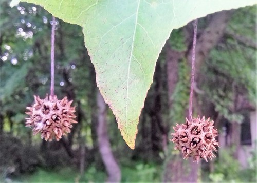 Liquidambar orientalis, photographed by an iNaturalist contributor
