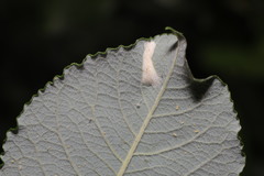Phyllonorycter salicicolella