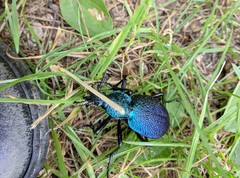 Carabus scabrosus tauricus