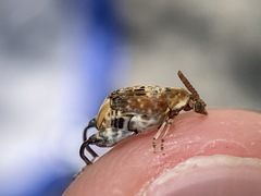 Penthobruchus germaini