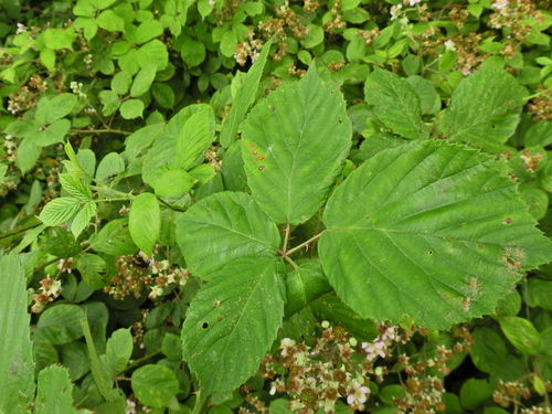 Image of Rubus polyanthemus by (c) Susan Marley, some rights reserved (CC BY)