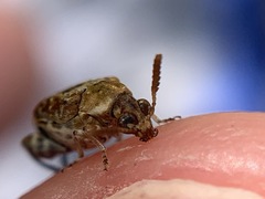 Penthobruchus germaini