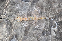 Asaccus platyrhynchus
