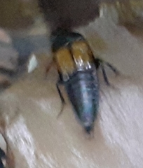 Tachinus fimbriatus