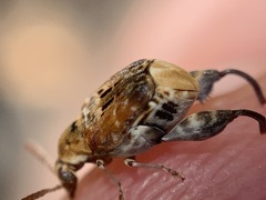 Penthobruchus germaini