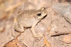 Duttaphrynus dhufarensis