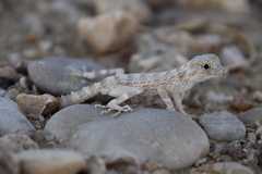 Pristurus carteri
