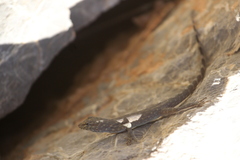 Pristurus celerrimus