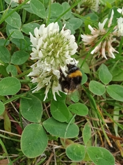 Bombus